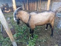 Oğlak, LaMancha goats — foto 3