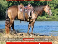 Horse (M), Quarter Horse — photo 1