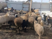 Koyun, Romanov sheep — foto 1