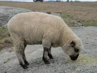 Koç, Hampshire sheep — foto 4