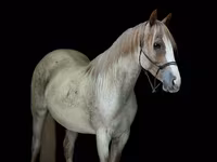 母马, Quarter Horse — 照片 2