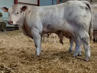 Boğa, Charolais cattle — foto 4