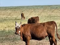 Vaca, Simmental cattle — foto 8