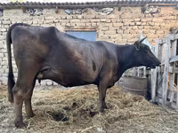 İnek, Swiss cattle — foto 5