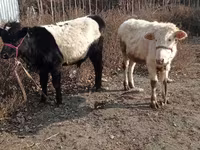 Bull, Cattle — photo 2