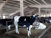 Toro, Russian Black pied cattle — foto 2