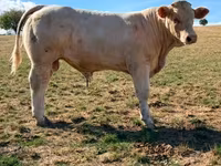 Toro, Charolais cattle — foto 3