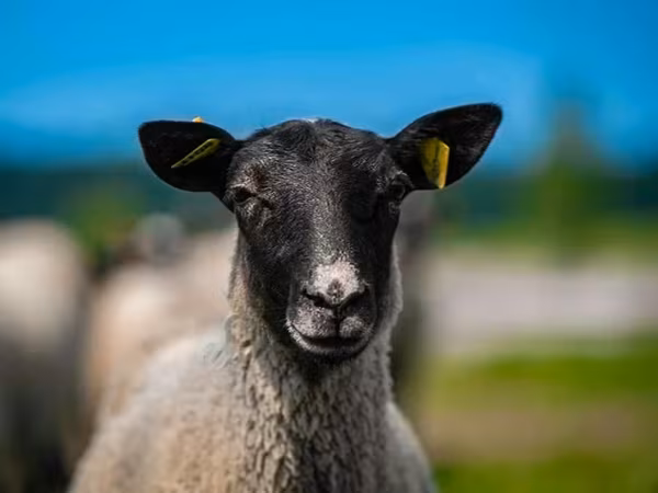मेढ़ा, Romanov sheep