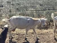 Goat, LaMancha goats — photo 5