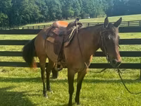 Yegua, Quarter Horse — foto 2