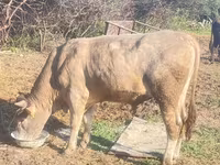 Boğa, Sığır — foto 4