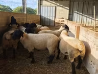 Koç, White Suffolk sheep — foto 4