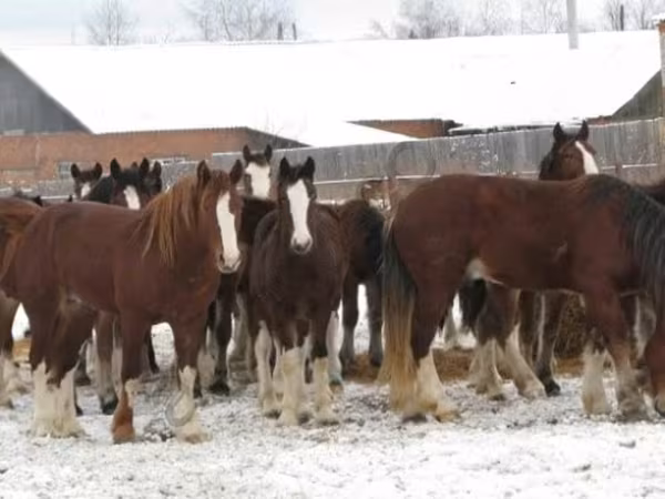 Caballo, Caballos