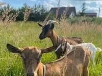 Keçi, Alpine goat — foto 3