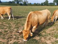 İnek, Aubrac cattle — foto 5