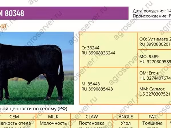 Bulle, Aberdeen-Angus