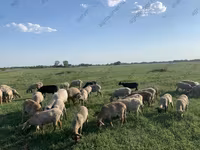 भेड़, Katum sheep — फ़ोटो 8