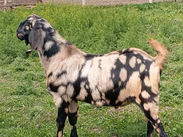 Oğlak, Nubian Goat