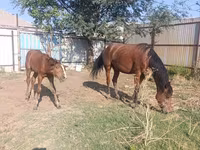 Stute, Thoroughbred horse — Foto 8