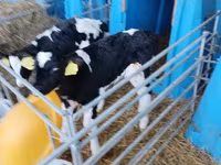 Boğa, Holstein ırkı — foto 6