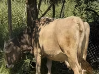 母牛, Cattle — 照片 4