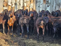 Ram, Hissar sheep — photo 1