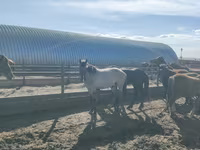 घोड़ा, Horse breed — फ़ोटो 4