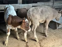 Boğa, Holstein ırkı — foto 2