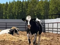Vaca, Raza Holstein — foto 6