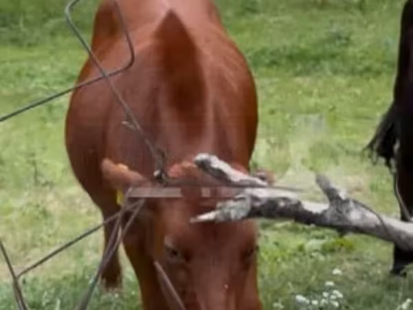 İnek, Sığır — Gürcistan