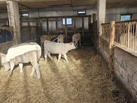 بقرة, Charolais cattle — الصورة 5