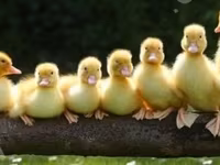 Ducks — 照片 1