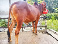 सांड, मवेशी — फ़ोटो 4