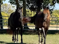 घोड़ा, Rocky Mountain Horse — फ़ोटो 7
