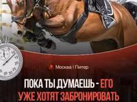 公马, Horses — 照片 1