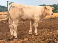 Toro, Charolais cattle — foto 4