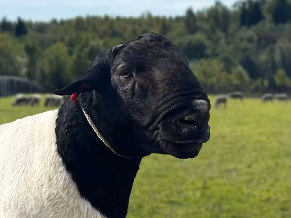 Widder, Dorper sheep