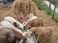 公羊, Katum sheep — 照片 2