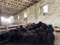 Koç, Romanov sheep — foto 8