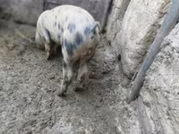 Boar, Дюрок — photo 1