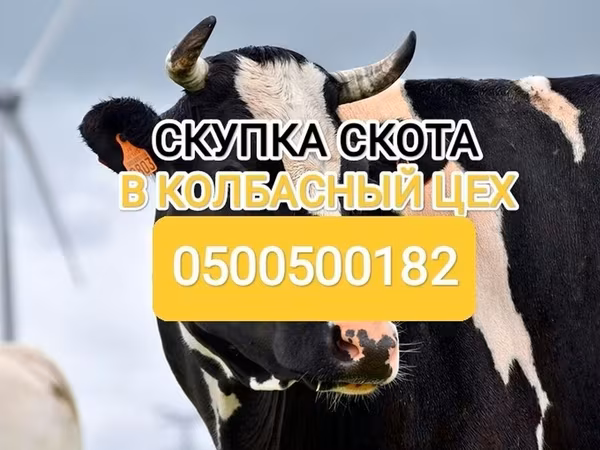 Razza Holstein