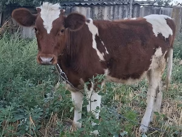İnek, Sığır