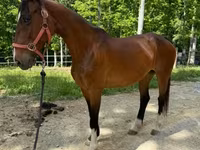 Mare, Dutch warmblood horse — photo 6