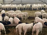 Koyun, Kuibyshev sheep — foto 8