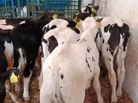 公牛, Holstein breed — 照片 5