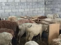 भेड़, भेड़ — फ़ोटो 6