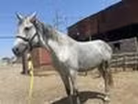 فرس, Orlov Trotter — الصورة 8
