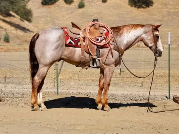 Aygır, National Show Horse