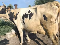 بقرة, Swiss cattle — الصورة 5