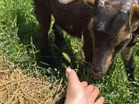 Keçi, Nubian Goat — foto 3